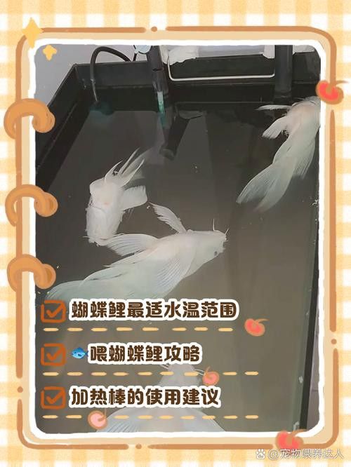 蝴蝶鯉和龍魚一起養嗎