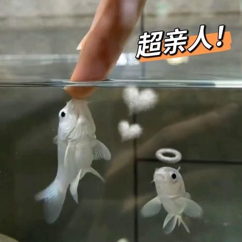 蝴蝶鯉和龍魚一起養(yǎng)嗎