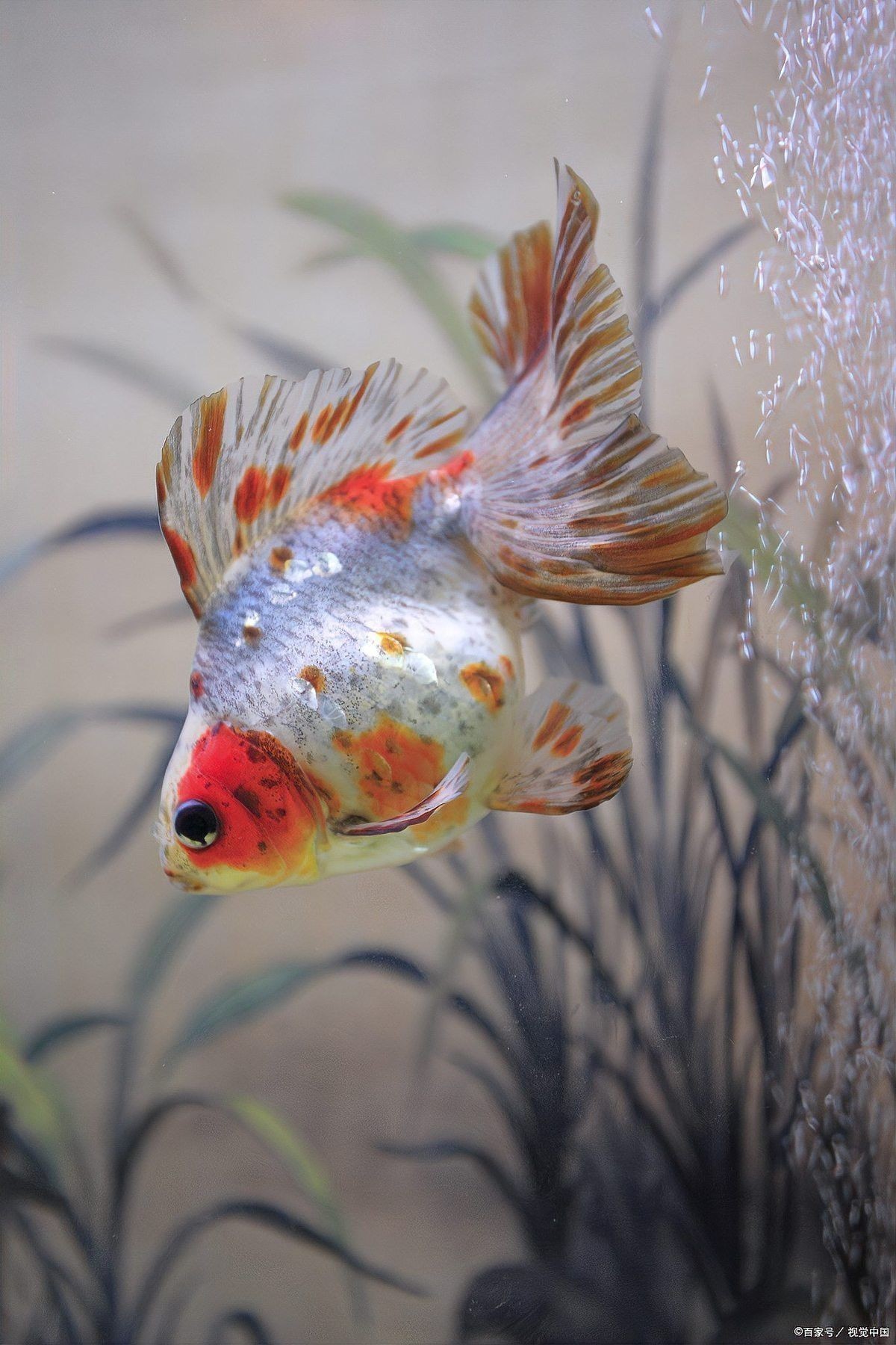 蝴蝶鯉和龍魚一起養(yǎng)嗎