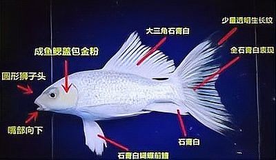 蝴蝶鯉和龍魚一起養(yǎng)嗎