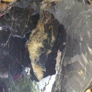 金龍魚的糞便顏色和形狀可以反映出其健康狀況的重要指標：如何處理金龍魚的糞便問題 金龍魚的糞便顏色和形狀可以反映出其健康狀況的重要指標：如何處理金龍魚的糞便問題 龍魚百科 第1張