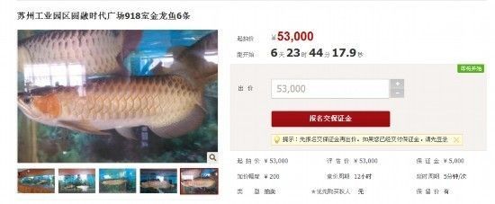 福建金龍魚授權經銷商電話號碼（如何查詢福建金龍魚授權經銷商電話號碼） 福建金龍魚授權經銷商電話號碼（如何查詢福建金龍魚授權經銷商電話號碼） 龍魚百科 第1張