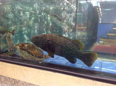三亞飛龍魚：三亞飛龍魚是一種在海南地區非常受歡迎的魚類