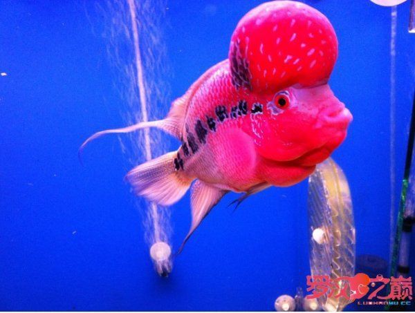 羅漢魚最怕三個燈光 羅漢魚最怕三個燈光 龍魚百科 第1張