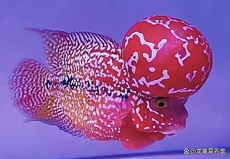 羅漢魚最怕三個燈光 羅漢魚最怕三個燈光 龍魚百科 第2張