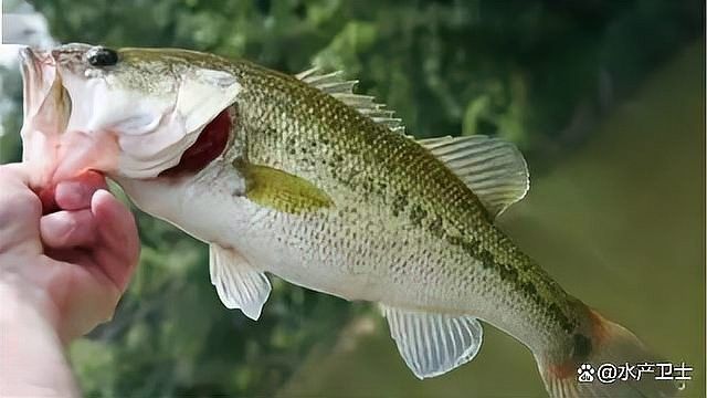 龍魚鰓蓋爛了需要多久治療？