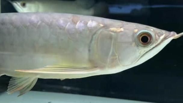 銀龍魚翹嘴怎么回事啊圖片