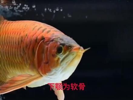銀龍魚翹嘴怎么回事啊圖片