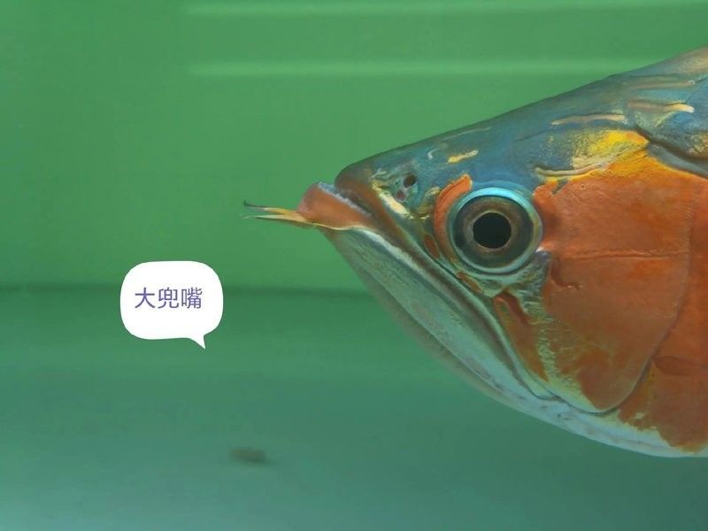 銀龍魚翹嘴怎么回事啊圖片