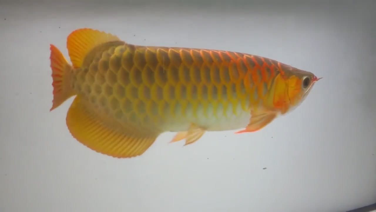 紅龍魚品相怎么看好壞（紅龍魚品相的好壞往往決定了它的價值，判斷它的品相主要從以下幾個方面進行）
