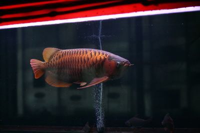 紅龍魚怎么喂長得快又好養(yǎng)（紅龍魚快速健康喂養(yǎng)方法和食物選擇紅龍魚水質管理技巧）