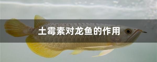 龍魚腸炎使用土霉素的方法