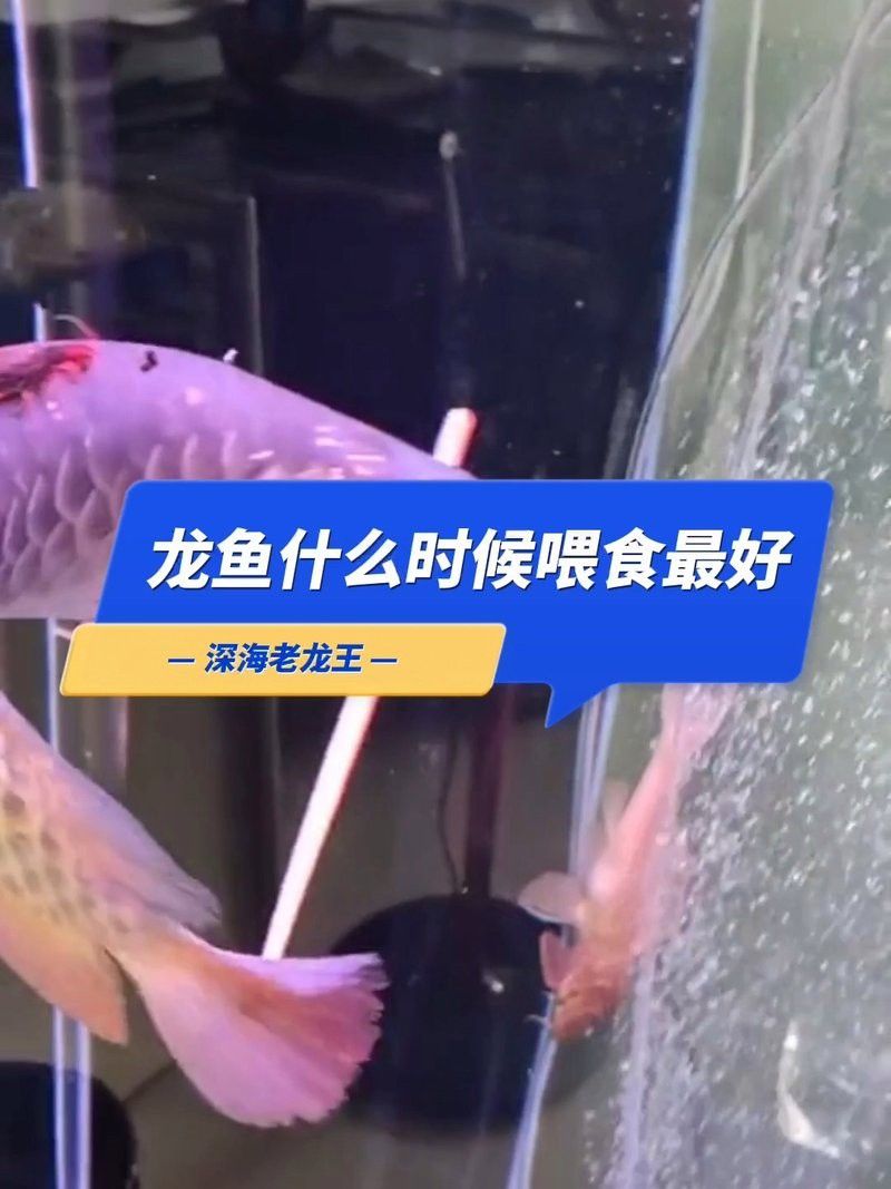 龍魚多久喂一次？