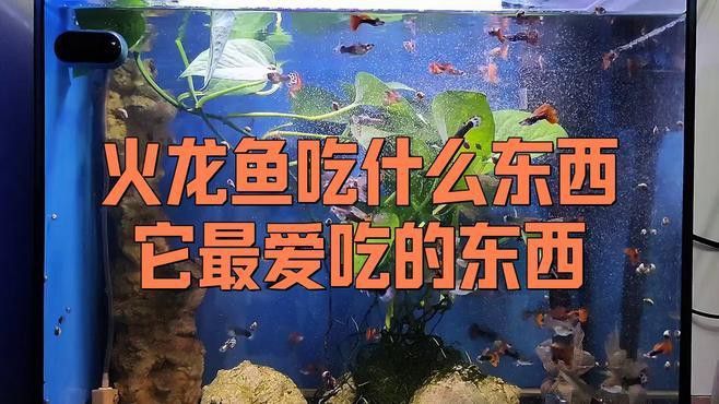 火龍魚吃什么食物最好？
