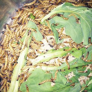 龍魚長期吃大麥蟲會死嗎：長期吃大麥蟲會死嗎 龍魚長期吃大麥蟲會死嗎：長期吃大麥蟲會死嗎 龍魚百科 第3張