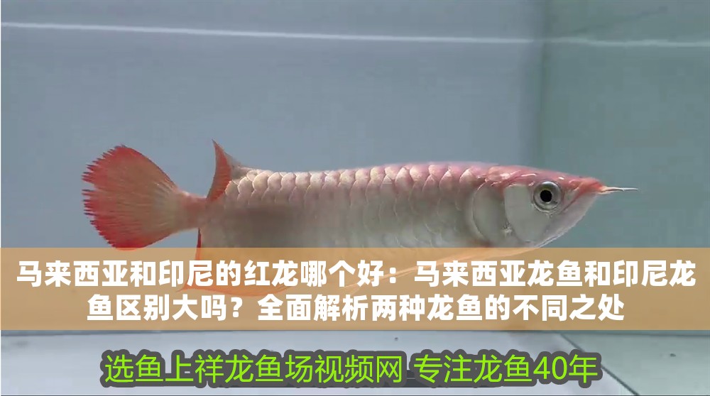 馬來(lái)西亞和印尼的紅龍哪個(gè)好：馬來(lái)西亞龍魚(yú)和印尼龍魚(yú)區(qū)別大嗎？全面解析兩種龍魚(yú)的不同之處
