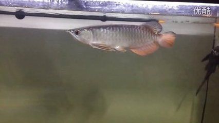 金龍魚a過和b過的區別是什么：金龍魚a過和b過的區別