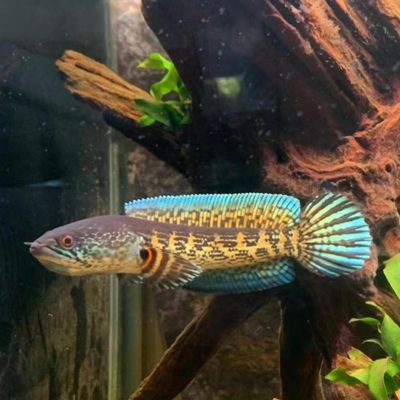黃金眼鏡蛇雷龍魚（黃金眼鏡蛇雷龍魚的繁殖方法） 黃金眼鏡蛇雷龍魚（黃金眼鏡蛇雷龍魚的繁殖方法） 龍魚百科 第5張