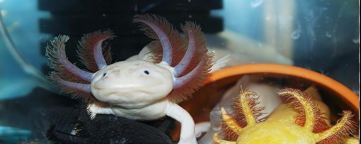 六角龍魚能和其他魚混養(yǎng)嗎？ 六角龍魚能和其他魚混養(yǎng)嗎？ 龍魚百科 第9張