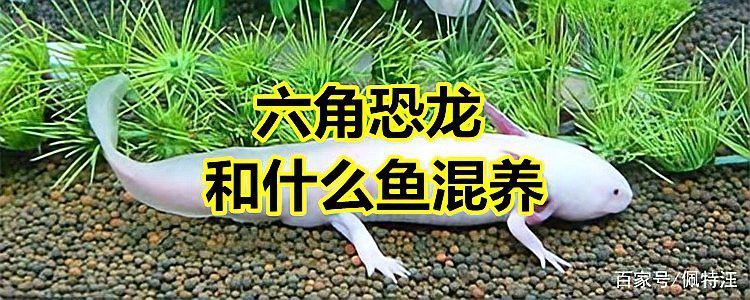 六角龍魚能和其他魚混養(yǎng)嗎？ 六角龍魚能和其他魚混養(yǎng)嗎？ 龍魚百科 第10張