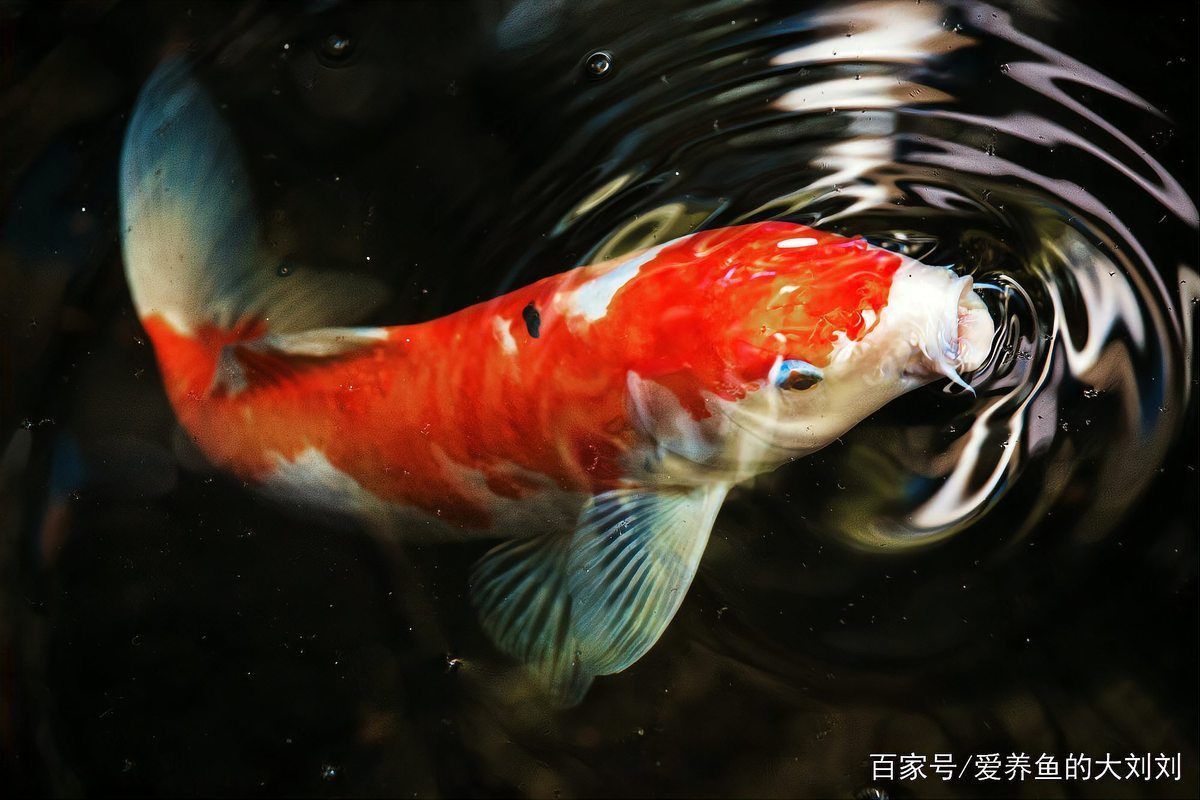 錦鯉幾個月開始猛長