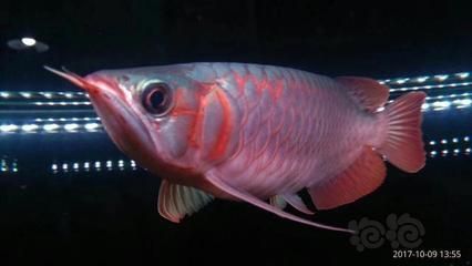 印尼血紅龍魚風(fēng)水：印尼血紅龍魚的風(fēng)水 印尼血紅龍魚風(fēng)水：印尼血紅龍魚的風(fēng)水 龍魚百科 第3張