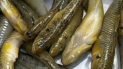 龍魚一次喂多少：關于龍魚一次喂多少飼料的詳細信息