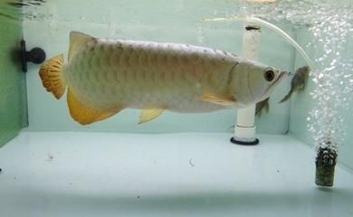 武吉美拉金龍魚批發：關于武吉美拉金龍魚的介紹