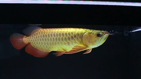 武吉美拉金龍魚批發：關于武吉美拉金龍魚的介紹