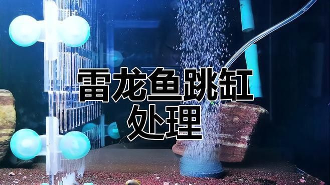 龍魚跳缸后怎么處理