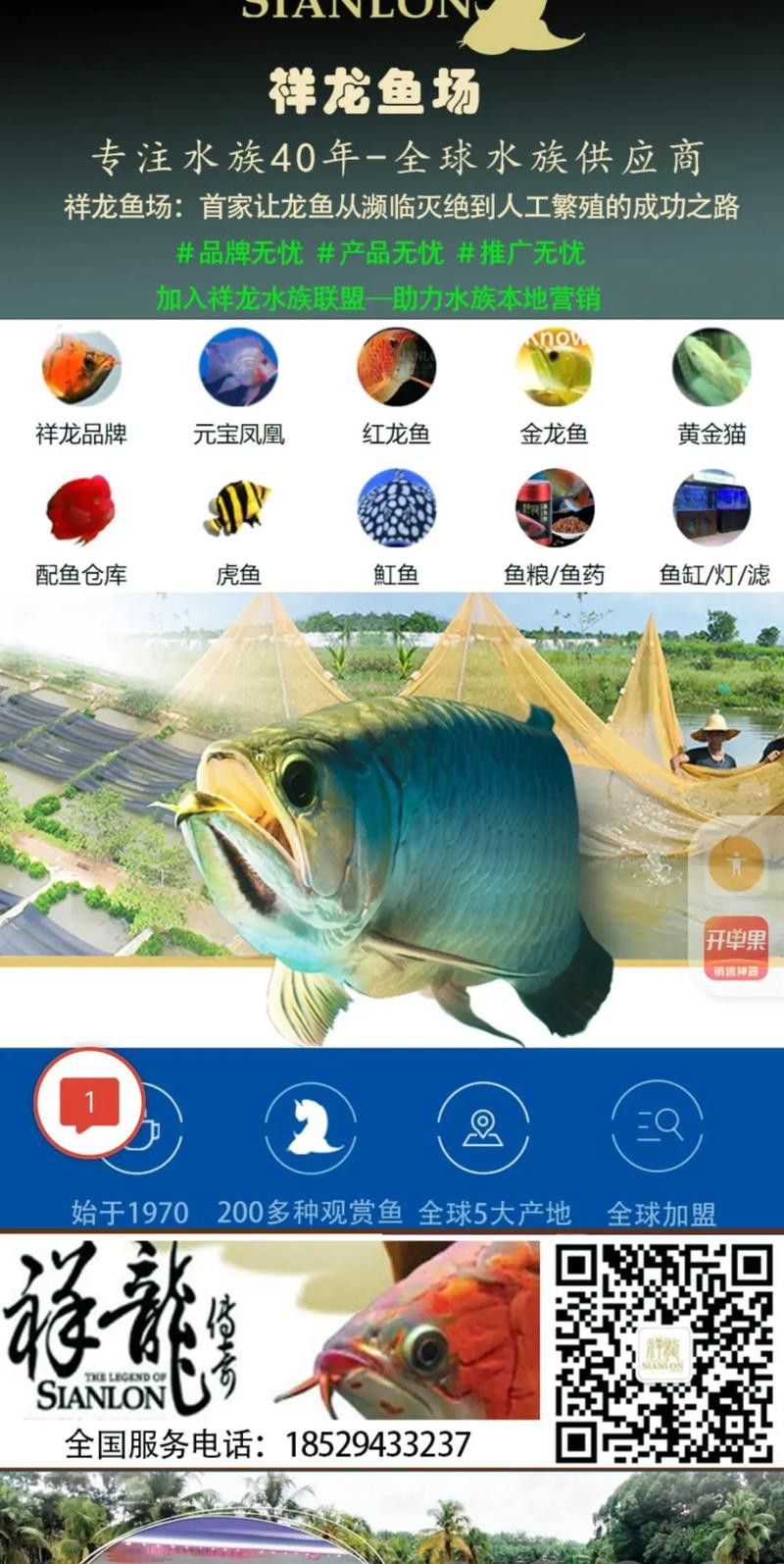 v祥龍魚場 v祥龍魚場 龍魚百科 第3張