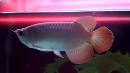 泗水紅龍魚品質怎么樣：泗水紅龍魚品質怎么樣泗水紅龍魚品質怎么樣