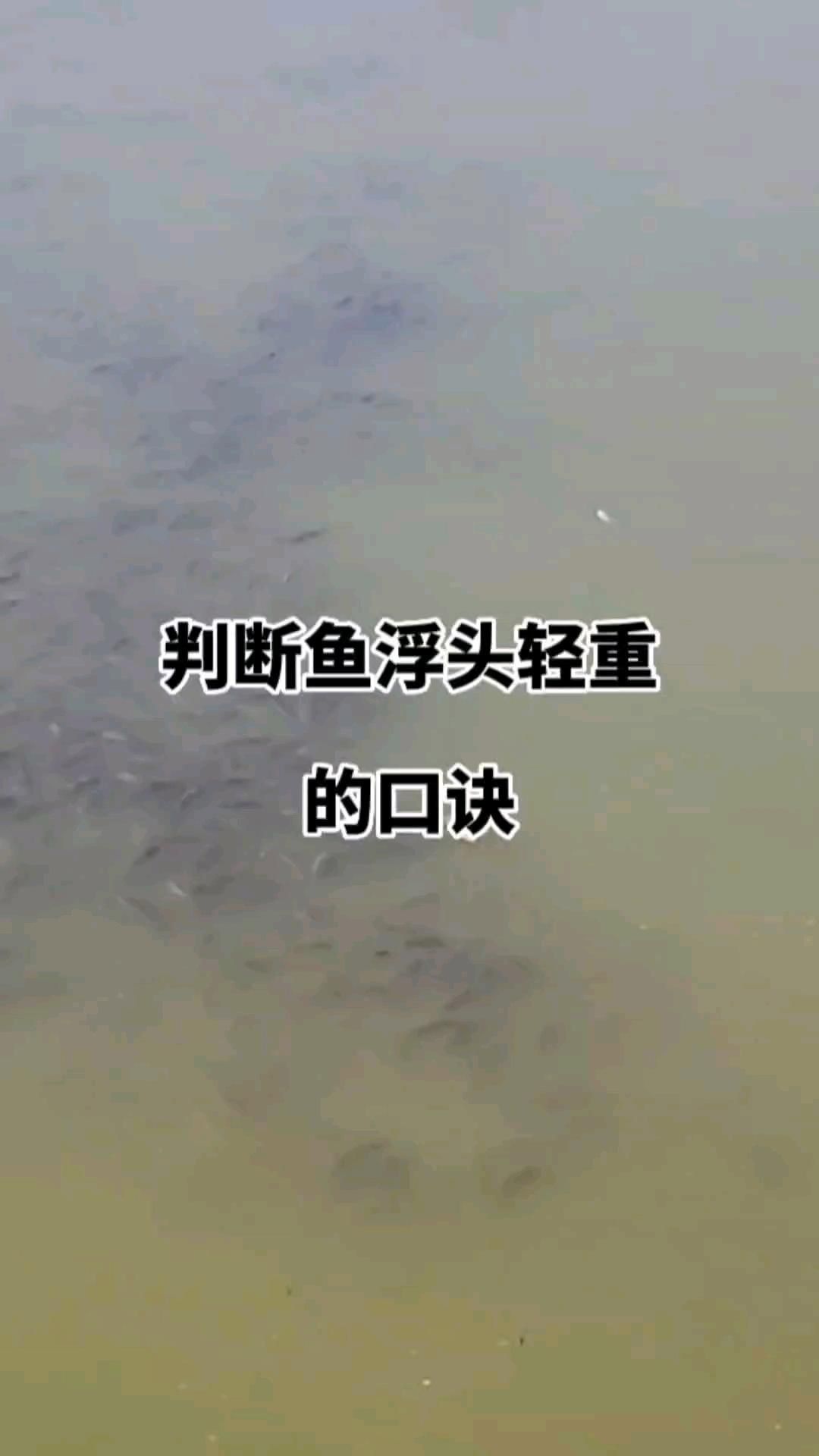 如何判斷魚浮頭的嚴重程度？ 如何判斷魚浮頭的嚴重程度？ 龍魚百科 第1張