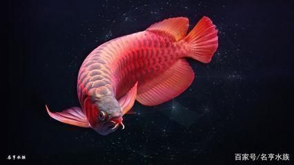 高清紅龍魚壁紙豎屏，紅龍魚壁紙藝術風格欣賞，高清紅龍魚壁紙下載技巧
