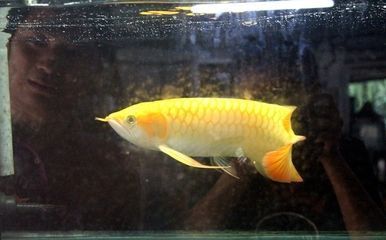 龍魚飼料制作工具推薦：自制龍魚飼料保存方法