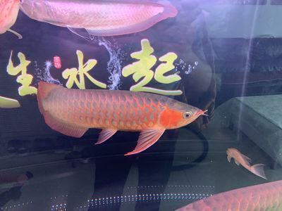 龍魚老頭魚還能長(zhǎng)大嗎