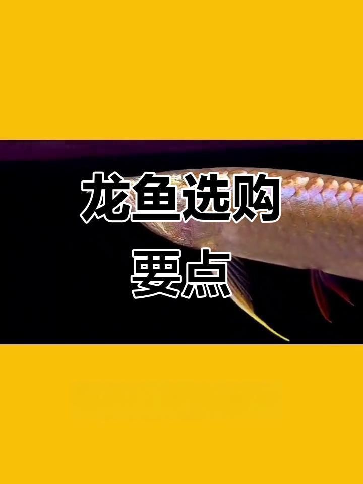如何鑒別龍魚的品質？