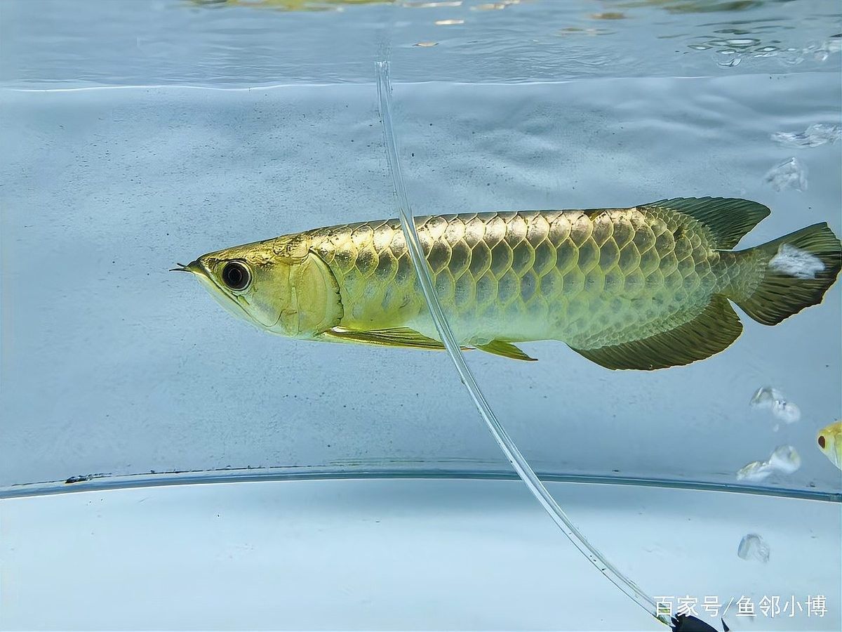 龍魚底部游動