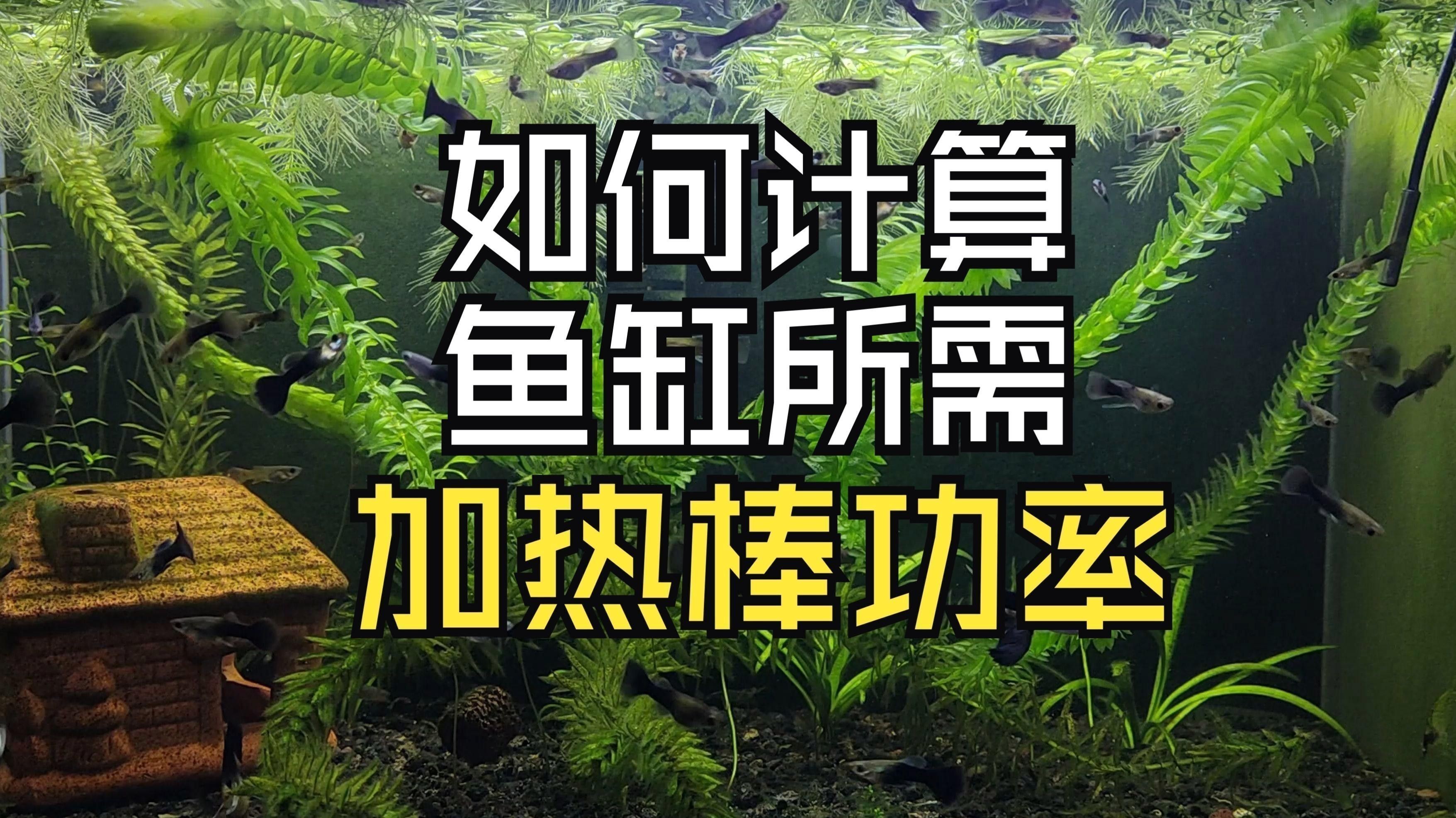 紫焰血紅龍幼魚孵化后如何護理？