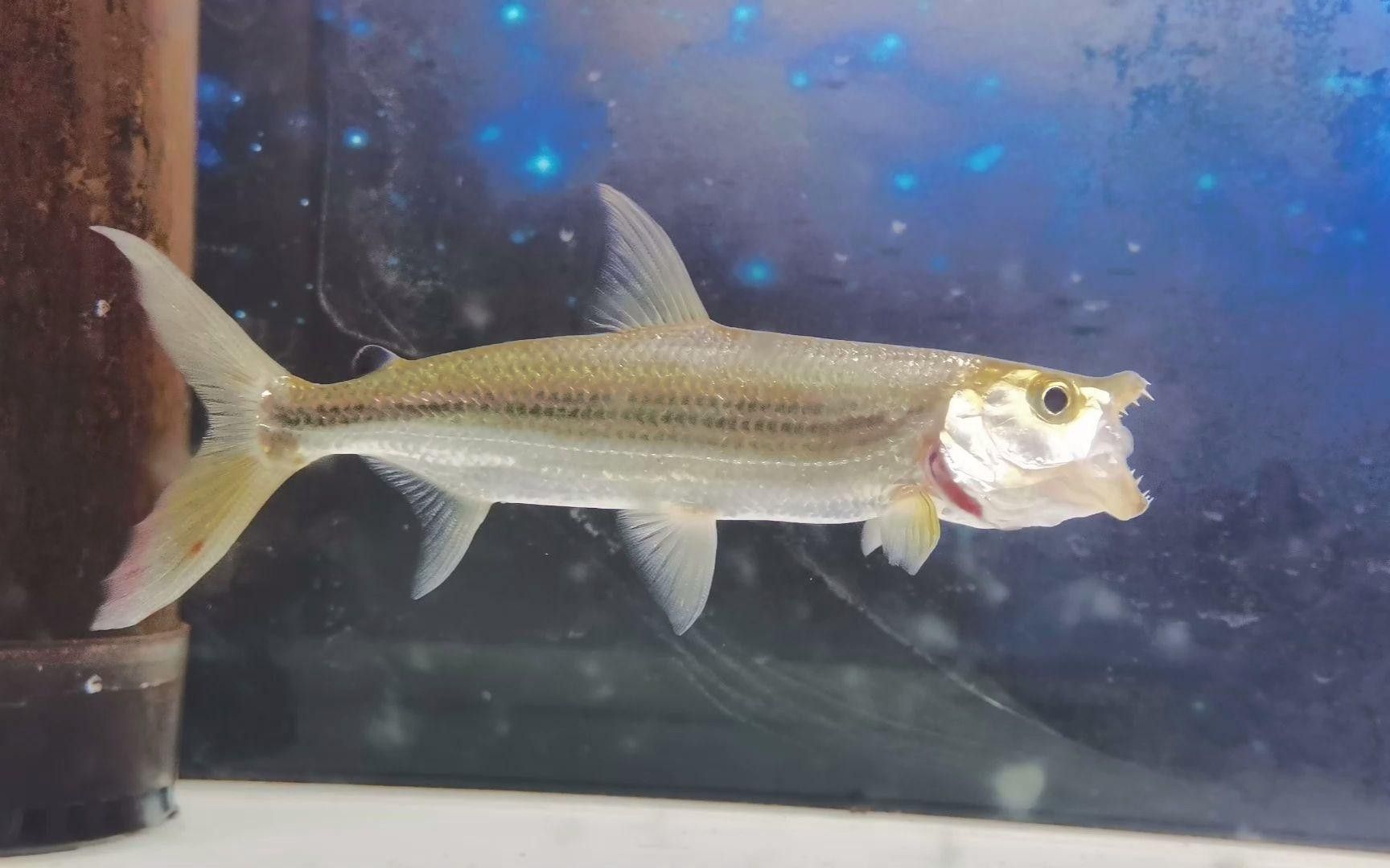 紫焰血紅龍幼魚孵化后如何護理？
