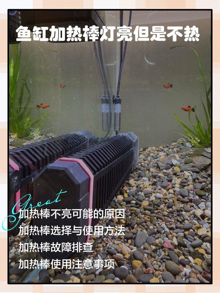 紫焰血紅龍幼魚孵化后如何護理？