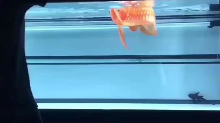 龍魚褪色是什么原因？：龍魚為什么會褪色