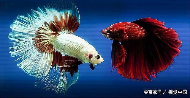 羅漢魚打架最怕三個東西