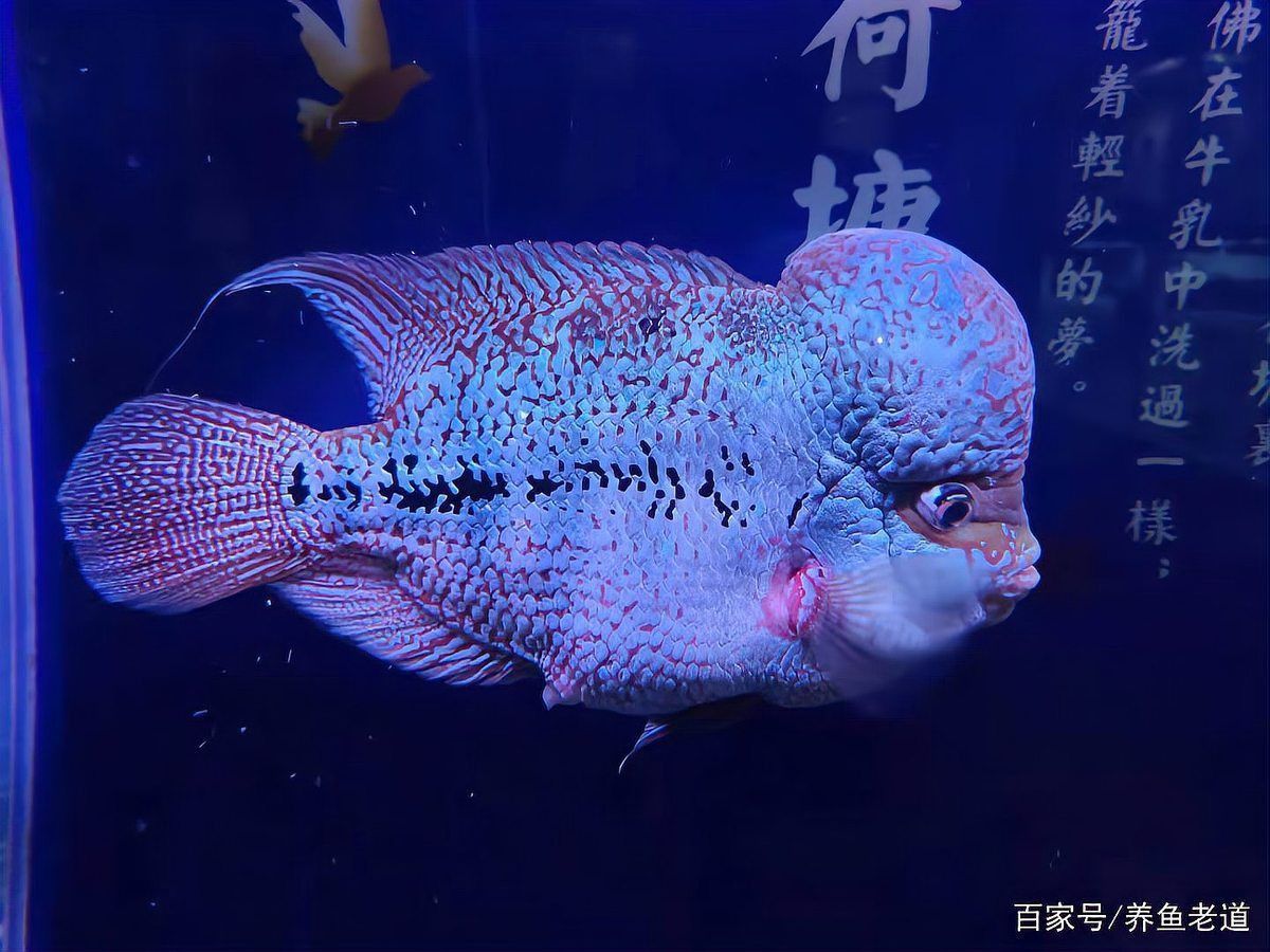 羅漢魚打架最怕三個東西
