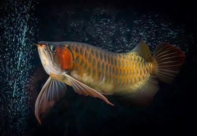 紅龍魚缸的最佳水位圖（養龍魚的水位高度多少合適）