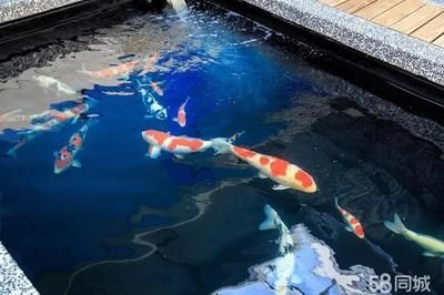 紅龍魚缸的最佳水位圖（養龍魚的水位高度多少合適）