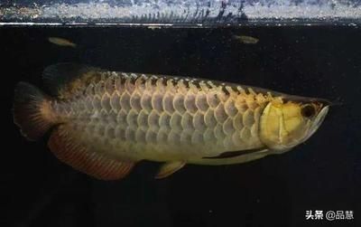 龍魚高背和b過的區(qū)別：高背龍魚和b過龍魚的區(qū)別