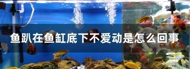 龍魚一直在缸底游動正常嗎：如何判斷龍魚在魚缸底部游動是否正常 龍魚一直在缸底游動正常嗎：如何判斷龍魚在魚缸底部游動是否正常 龍魚百科 第5張
