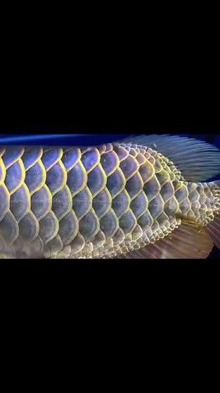 水幕紫榭的金龍魚怎么樣