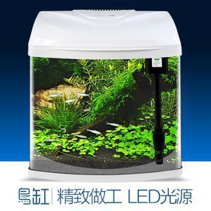 魚缸養的小魚品種（如何搭配魚缸生態）